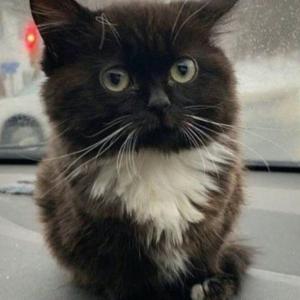 Barsik_MeowLxst